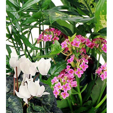 Florist's choice - Flowering Plant